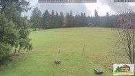 Archiv Foto Webcam Todtnauberg - Scheuermattwiese 11:00
