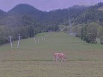Archiv Foto Webcam Blick auf den Draxlhang 11:00
