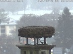 Archived image Webcam Stork's nest in Isny 07:00