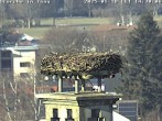 Archived image Webcam Stork's nest in Isny 13:00