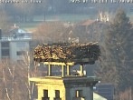 Archived image Webcam Stork's nest in Isny 15:00