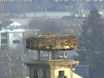 Archived image Webcam Stork's nest in Isny 07:00