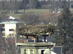 Archived image Webcam Stork's nest in Isny 11:00