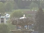 Archived image Webcam Stork's nest in Isny 19:00