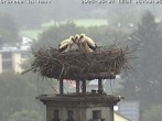 Archiv Foto Webcam Storchennest in Isny 05:00