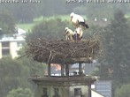 Archived image Webcam Stork's nest in Isny 07:00