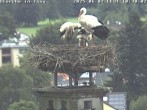 Archived image Webcam Stork's nest in Isny 09:00