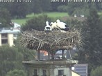 Archived image Webcam Stork's nest in Isny 11:00