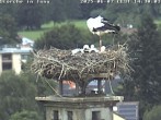 Archived image Webcam Stork's nest in Isny 13:00