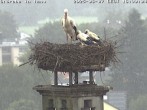 Archived image Webcam Stork's nest in Isny 15:00