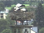 Archived image Webcam Stork's nest in Isny 17:00