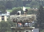 Archiv Foto Webcam Storchennest in Isny 11:00