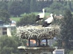 Archiv Foto Webcam Storchennest in Isny 13:00