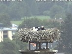 Archiv Foto Webcam Storchennest in Isny 17:00