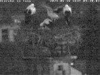 Archived image Webcam Stork's nest in Isny 03:00