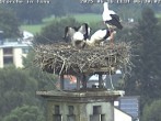 Archived image Webcam Stork's nest in Isny 05:00