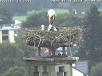 Archived image Webcam Stork's nest in Isny 06:00