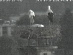 Archiv Foto Webcam Storchennest in Isny 03:00