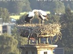 Archiv Foto Webcam Storchennest in Isny 05:00