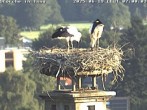 Archiv Foto Webcam Storchennest in Isny 06:00