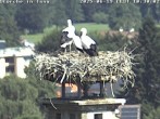 Archiv Foto Webcam Storchennest in Isny 09:00