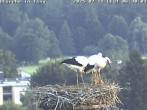 Archiv Foto Webcam Storchennest in Isny 05:00