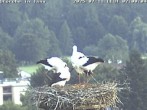 Archiv Foto Webcam Storchennest in Isny 06:00