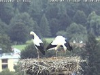Archiv Foto Webcam Storchennest in Isny 09:00