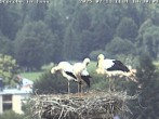 Archiv Foto Webcam Storchennest in Isny 13:00