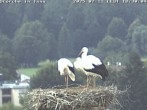 Archiv Foto Webcam Storchennest in Isny 17:00