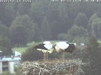 Archiv Foto Webcam Storchennest in Isny 19:00