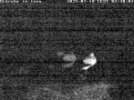Archived image Webcam Stork's nest in Isny 01:00
