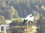 Archiv Foto Webcam Storchennest in Isny 05:00