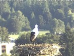 Archiv Foto Webcam Storchennest in Isny 06:00