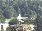 Archiv Foto Webcam Storchennest in Isny 07:00