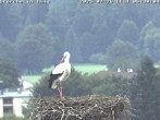 Archiv Foto Webcam Storchennest in Isny 05:00