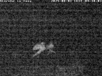 Archiv Foto Webcam Storchennest in Isny 03:00