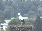 Archiv Foto Webcam Storchennest in Isny 05:00