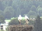 Archiv Foto Webcam Storchennest in Isny 06:00