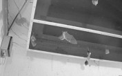 Archived image Webcam Feistritz / Gail - Bat House 01:00