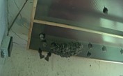 Archiv Foto Webcam Feistritz - Fledermaushaus 09:00