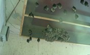 Archived image Webcam Feistritz / Gail - Bat House 07:00