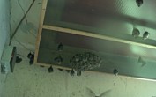 Archived image Webcam Feistritz / Gail - Bat House 09:00