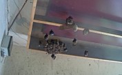 Archived image Webcam Feistritz / Gail - Bat House 11:00