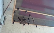 Archived image Webcam Feistritz / Gail - Bat House 17:00