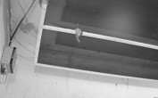 Archiv Foto Webcam Feistritz - Fledermaushaus 21:00