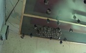 Archiv Foto Webcam Feistritz - Fledermaushaus 09:00