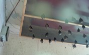 Archived image Webcam Feistritz / Gail - Bat House 07:00