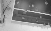 Archiv Foto Webcam Feistritz - Fledermaushaus 23:00