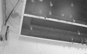 Archiv Foto Webcam Feistritz - Fledermaushaus 03:00
